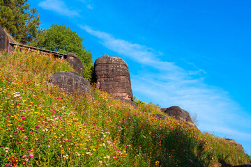 Wildflower field with paper like petals blooms under blue sky near large rock formation and green trees in bright sunlight Ban Rong Kla Thailand