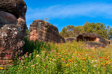 Colorful flower field blooms vibrantly near large rock formations under clear blue sky with paper like texture in nature Ban Rong Kla Thailand