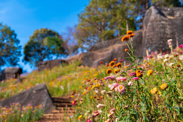 Wild flower field with paper like petals blooms under blue sky near stone steps and large rock formations in natural setting Ban Rong Kla Thailand
