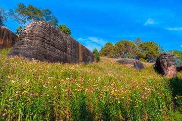 Wildflower field blooms brightly under blue sky near large rock formation with green trees and paper like petals Ban Rong Kla Thailand