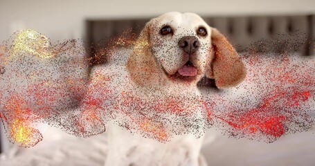 Resting beagle-like dog facing camera on bedding in bedroom with dark headboard, glitter overlay