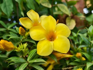 Allamanda cathartica flower in the afternoon 