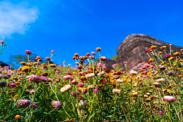 Colorful flower field under bright blue sky with paper like petals creating vibrant natural scene in open field Ban Rong Kla Thailand