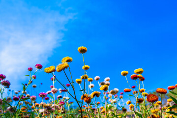 Bright flower field under blue sky with paper like petals creating colorful natural scene full of vibrant beauty and life Ban Rong Kla Thailand