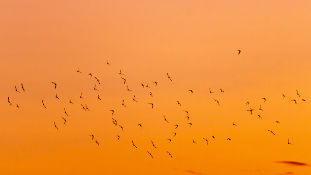 Flock of birds flying in the sky at sunset, 