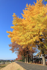 イチョウ　サイクリングロード