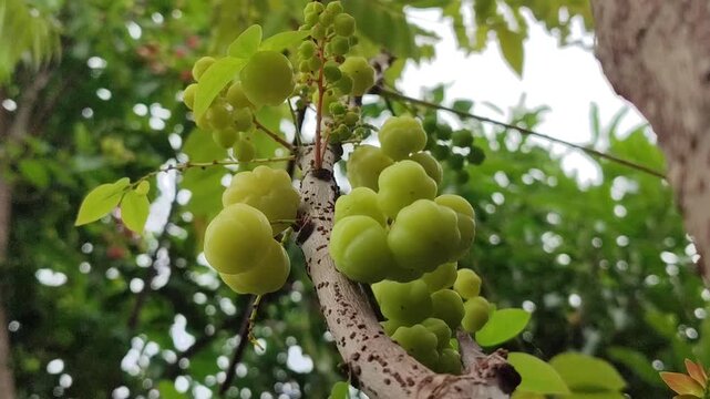 Phyllanthus acidus (star gooseberry) fruits and leaves as natural source of vitamins and antioxidants, representing healthy tropical fruit and herbal benefits.