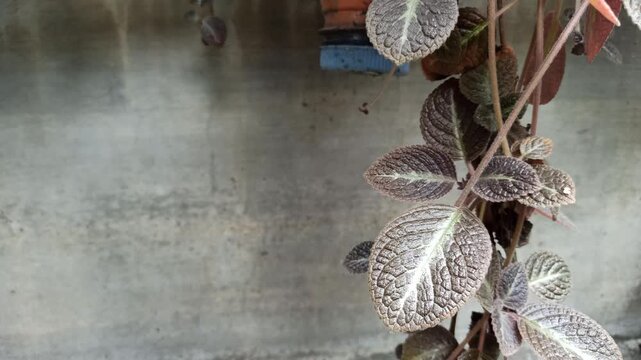 Close-up of Episcia cupreata leaves showing rich copper-green tones and soft textures, creating a beautiful tropical houseplant scene in natural light.