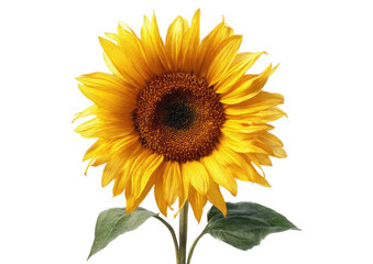 Obraz premium Close-up of a vibrant sunflower against a black background. Bright yellow petals surround a dark brown center. Green leaves and stem are visible