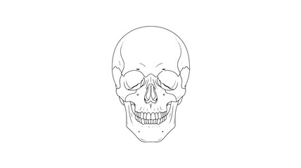 Human Skull Illustration in Simple Line Art with Monochrome Color on White Background for Medical Education