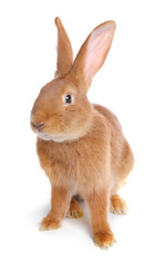 Obraz premium Cute fluffy Easter bunny isolated on white