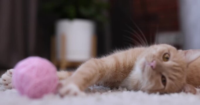 Cute ginger cat playing with ball of yarn on carpet at home, closeup
