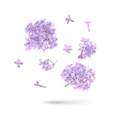 Obraz premium Lilac flowers flying in air on white background. Spring blossoms