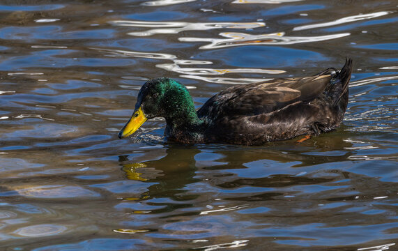Cayuga duck swimming in a lake.
