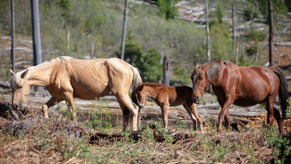 Fototapeta premium Wild horse Palomino mare with Chestnut baby colt followed by Sorrel Chestnut stallion in the Apache Sitgreaves National Forest mountains in Heber Arizona United States
