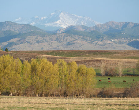Spring Farmland with Longs Peak and Grazing Cattle in Boulder County, Colorado