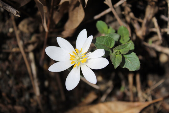 Single bloodroot wildflower closeup with green leaves at Linne Woods in Morton Grove, Illinois