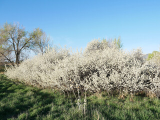 Fototapeta premium Wild American Plum Blossoms in Spring, Boulder Colorado