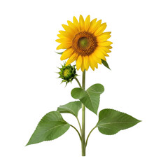 Naklejka premium A sunflower with a small bud and green leaves on a white background