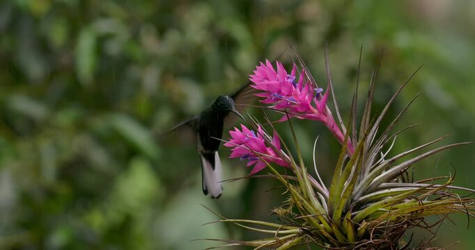 Black Jacobin (Florisuga fusca) hovering at pink tropical flower in rainforest