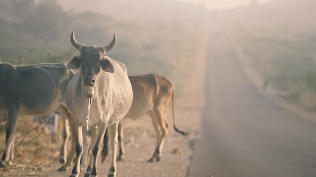 Herd of zebu cattle stands on a quiet desert road in Tharparkar, Sindh, Pakistan, in warm haze with long empty roadway copy space for travel or safety concepts.