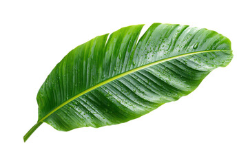 Large green banana leaf with water droplets on black background plant nature, Png, Isolated on Transparent Background, Cut Out