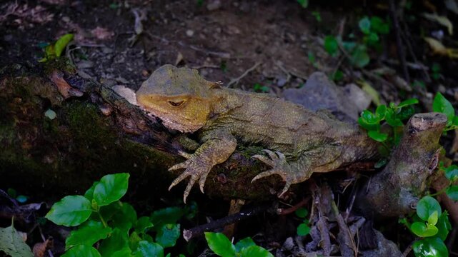 Adult tuatara reptile with olive green skin and large sharp claws resting on a log in Wellington, New Zealand Aotearoa