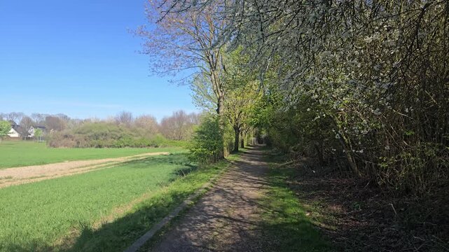 Spring blossoms along the roadside: A profusion of white blossoms on bushes beside an unpaved hiking trail.