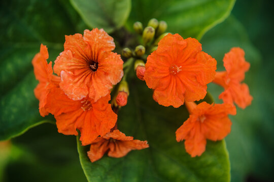 Orange flowers of the Geiger tree (Cordia sebestena) in Havana, Cuba 