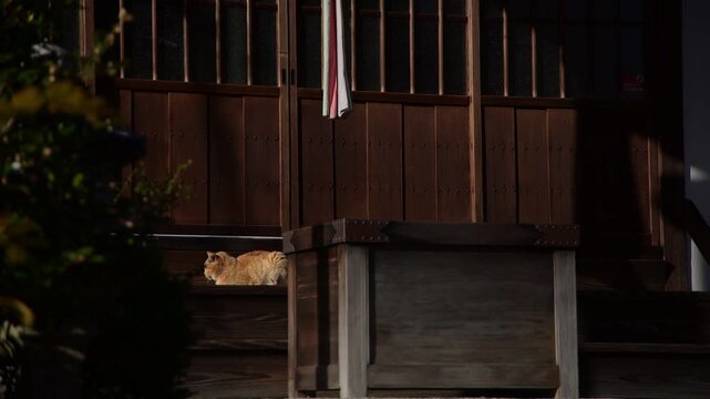 賽銭箱の後ろでひなたぼっこする本満寺のトラ猫 (京都府京都市, 2025年12月）