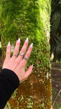 human hand gently touching thick green moss growing across a textured tree trunk in forest