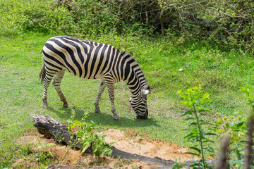 Obraz premium Adult zebra grazing alone on grassy field in zoo enclosure during daytime