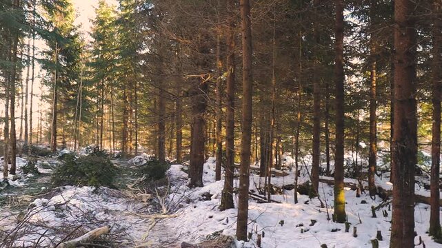 A snowy forest with felled branches and tree debris scattered across the ground, showing the aftermath of logging activity. Sunlight filters through the conifer and birch trees.