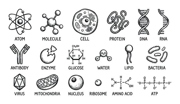 Diagram of Atoms, Molecules, Cells, Proteins, DNA, RNA, Antibodies, Enzymes, Glucose, Water, Lipids, Bacteria, Viruses