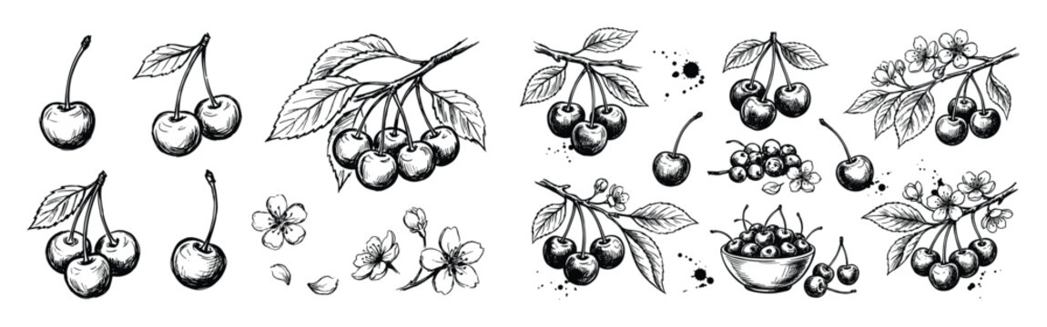 Hand-drawn black cherries illustration, cherry blossom elements, ink sketch style, with varied arrangements and compositions