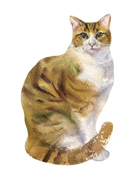 Waiting Tabby Cat