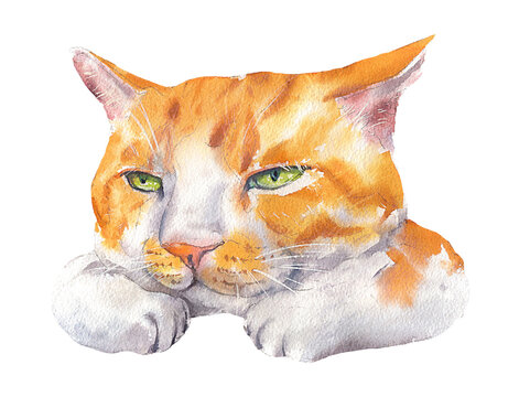 World-Weary Orange Cat