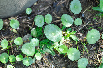 Water Pennywort or Kaempferia rotunda L or  ARALIACEAE, Hydrocotyle umbellata or Kaempferia rotunda