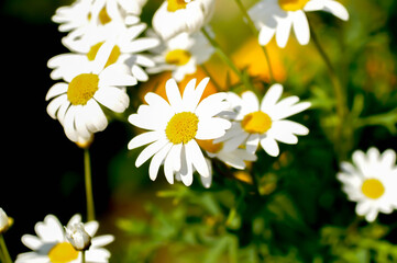 daisy or African Daisy, Argyranthemum Grandaisy or  Asteraceae or Bellis perennis or Cape Daisy or Dahlberg Daisy or Gold Carpet or Golden Fleece or Osteospermum or  Sunkissed Daisies or Thymophylia
