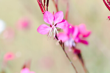 Butterfly Gaura, Crimson Butterflies, Gaura lindheimeri Engelm and A Gray, ONAGRACEAE, Siskiyou Pink