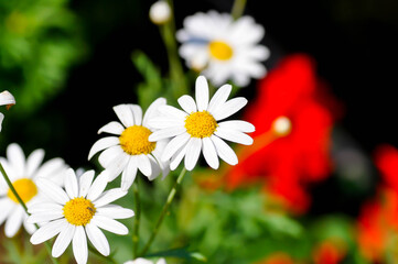 daisy or African Daisy, Argyranthemum Grandaisy or  Asteraceae or Bellis perennis or Cape Daisy or Dahlberg Daisy or Gold Carpet or Golden Fleece or Osteospermum or  Sunkissed Daisies or Thymophylia