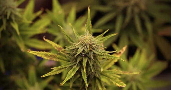 Marijuana Plant Flowering Indoor Cultivation