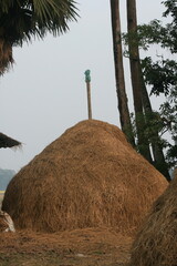 straw hut on the beach