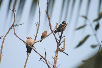 sparrow on a branch