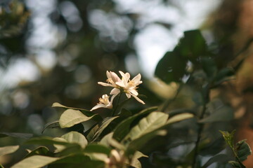 white flower in the forest