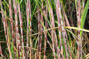Obraz premium Sugarcane plants (Saccharum officinarum) grow well on sugarcane plantations. Raw materials for sugar and MSG