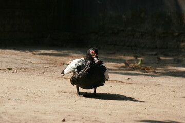 black and white duck