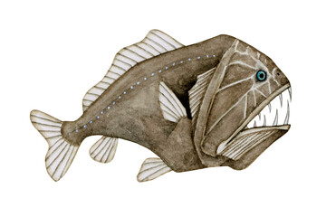 オニキンメ キンメダイ　深海魚 深海生物　水彩 イラスト