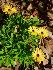 yellow flowers in the garden