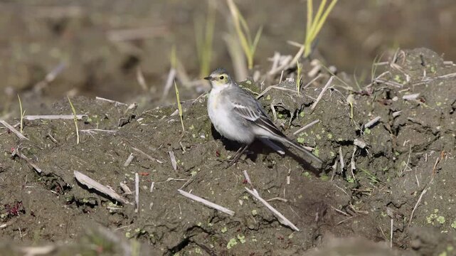 Citrine wagtail (Motacilla citreola) in Japan